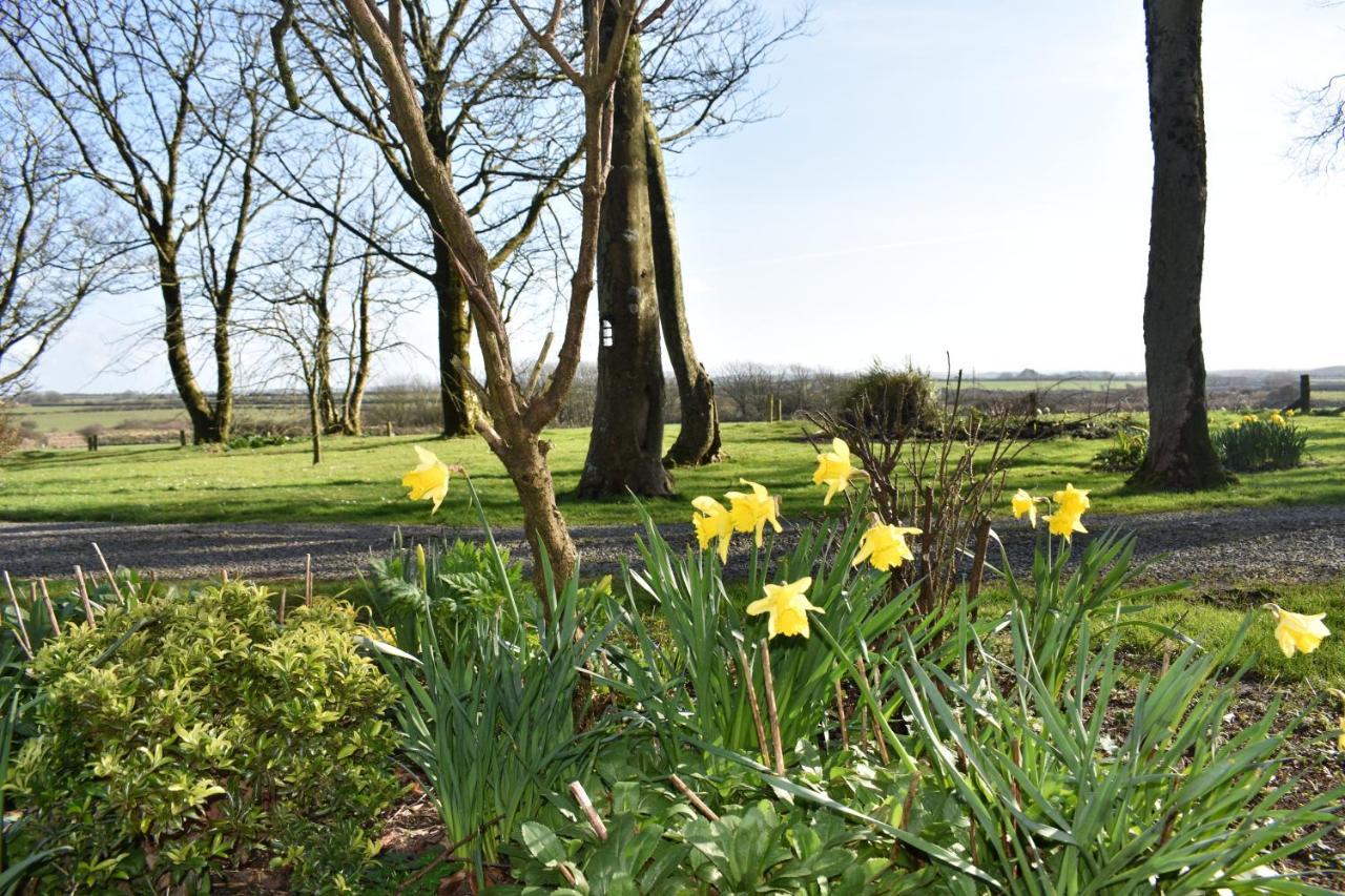 Crug Glas Country House เซนต์เดวิดส์ ภายนอก รูปภาพ